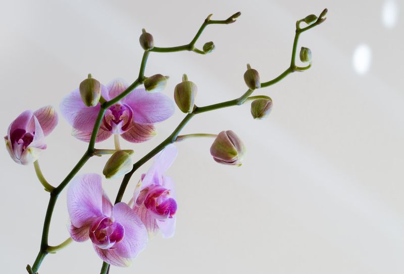 come innaffiare le orchidee