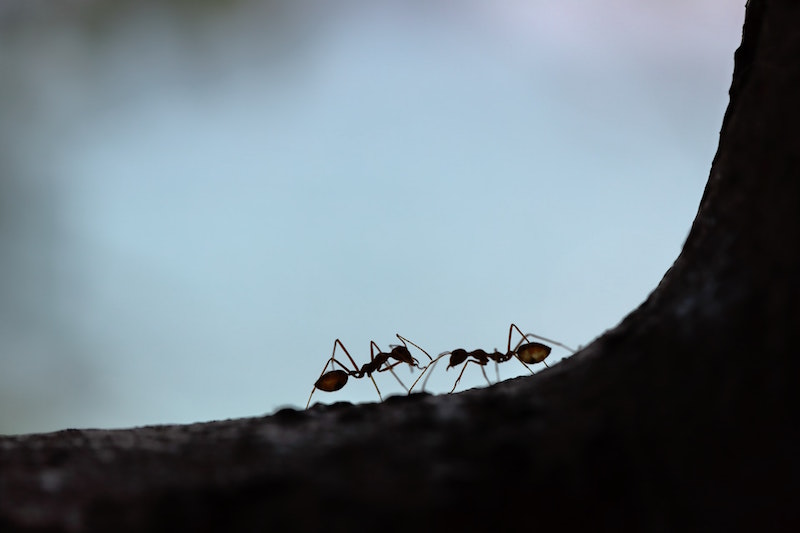 rimedi naturali contro le formiche