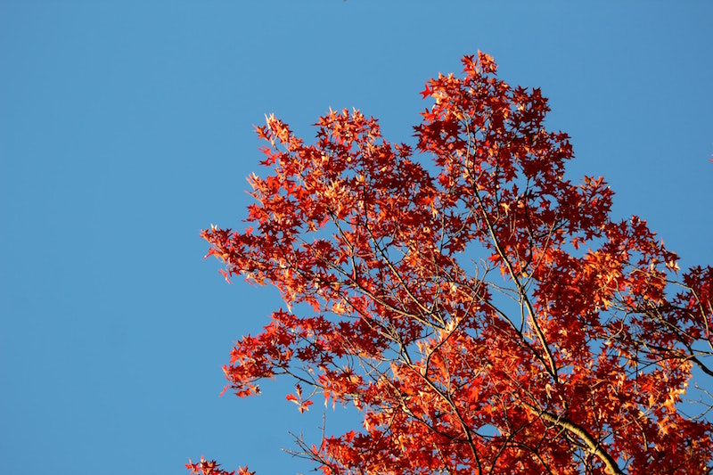 alberi da giardino