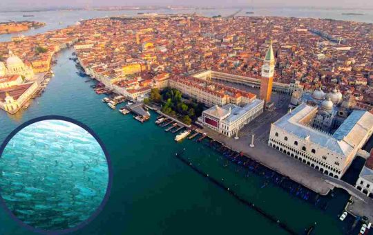 Centinaia di pesci morti a Venezia_ aperta un'indagine, immagini scioccanti