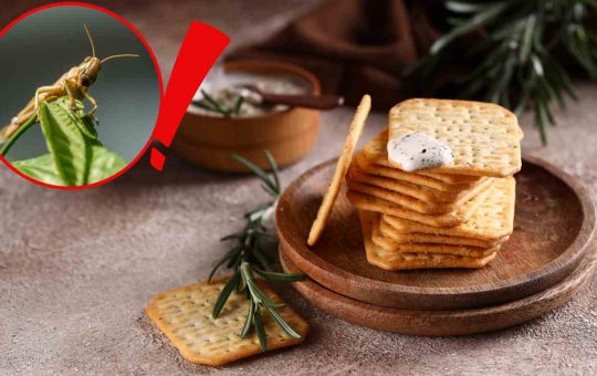 Crackers con insetti - Fonte AdobeStock