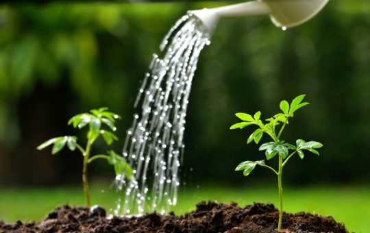 Annaffiare le piante salvaguardando l'acqua