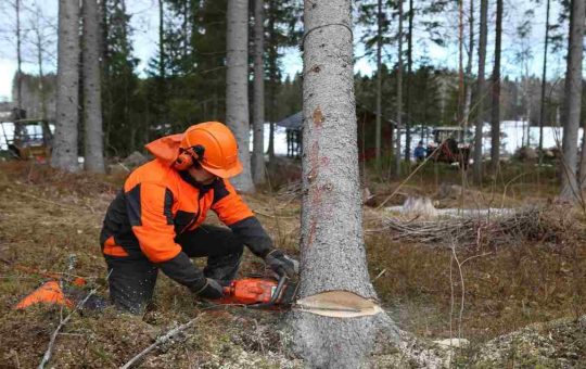 Abbattere un albero, pericoli e autorizzazioni