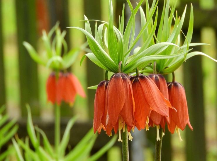 La fritillaria e i suoi fiori