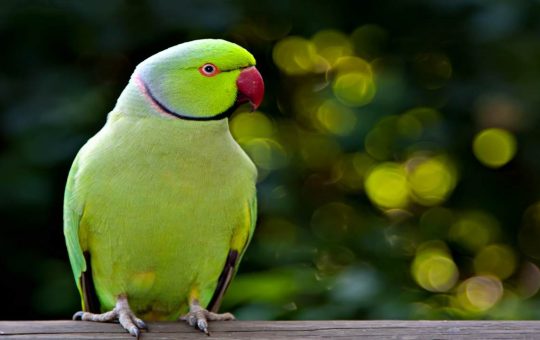Parrocchetto dal collare, un pappagallino verde