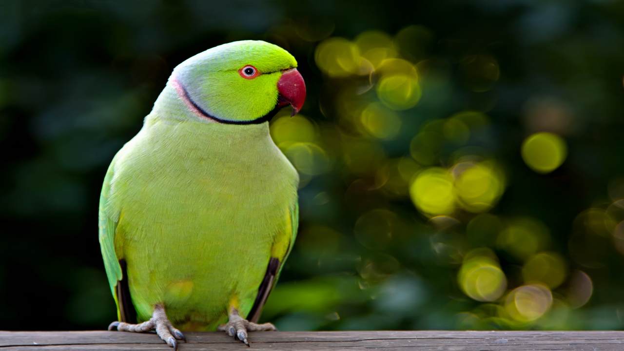 Parrocchetto dal collare, un pappagallino verde 