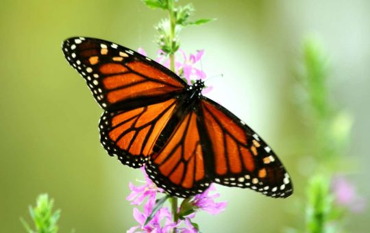 Farfalla monarca, una tra le più pericolose