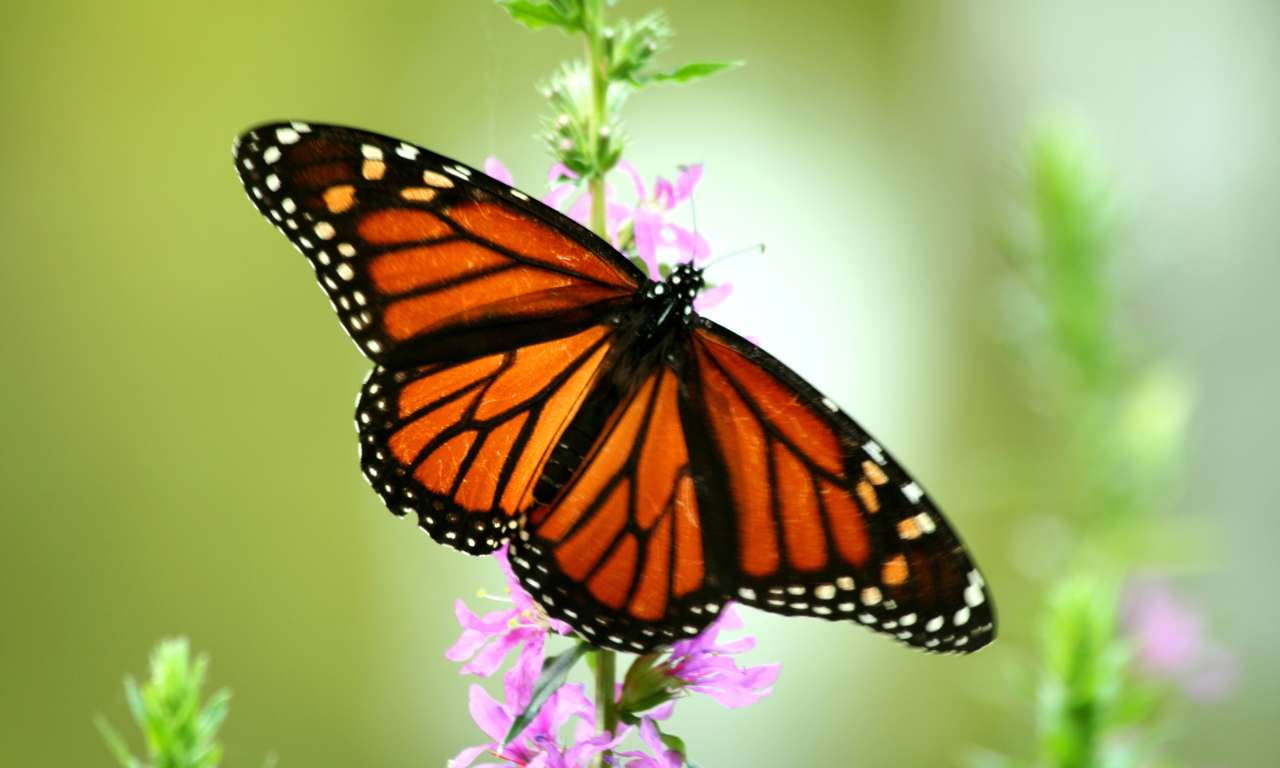 Farfalla monarca, una tra le più pericolose