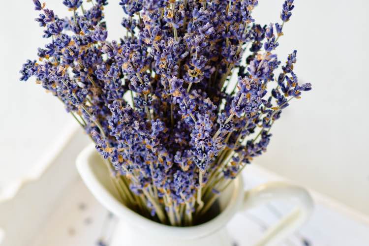 Lavanda 