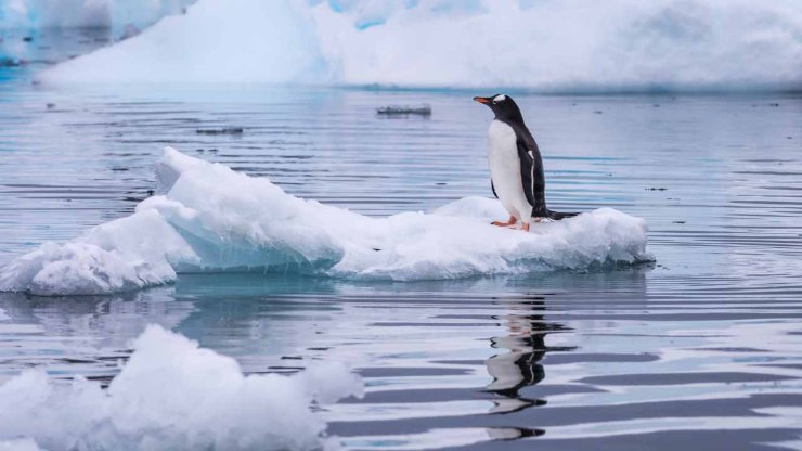 Pinguino su un blocco di ghiaccio marino