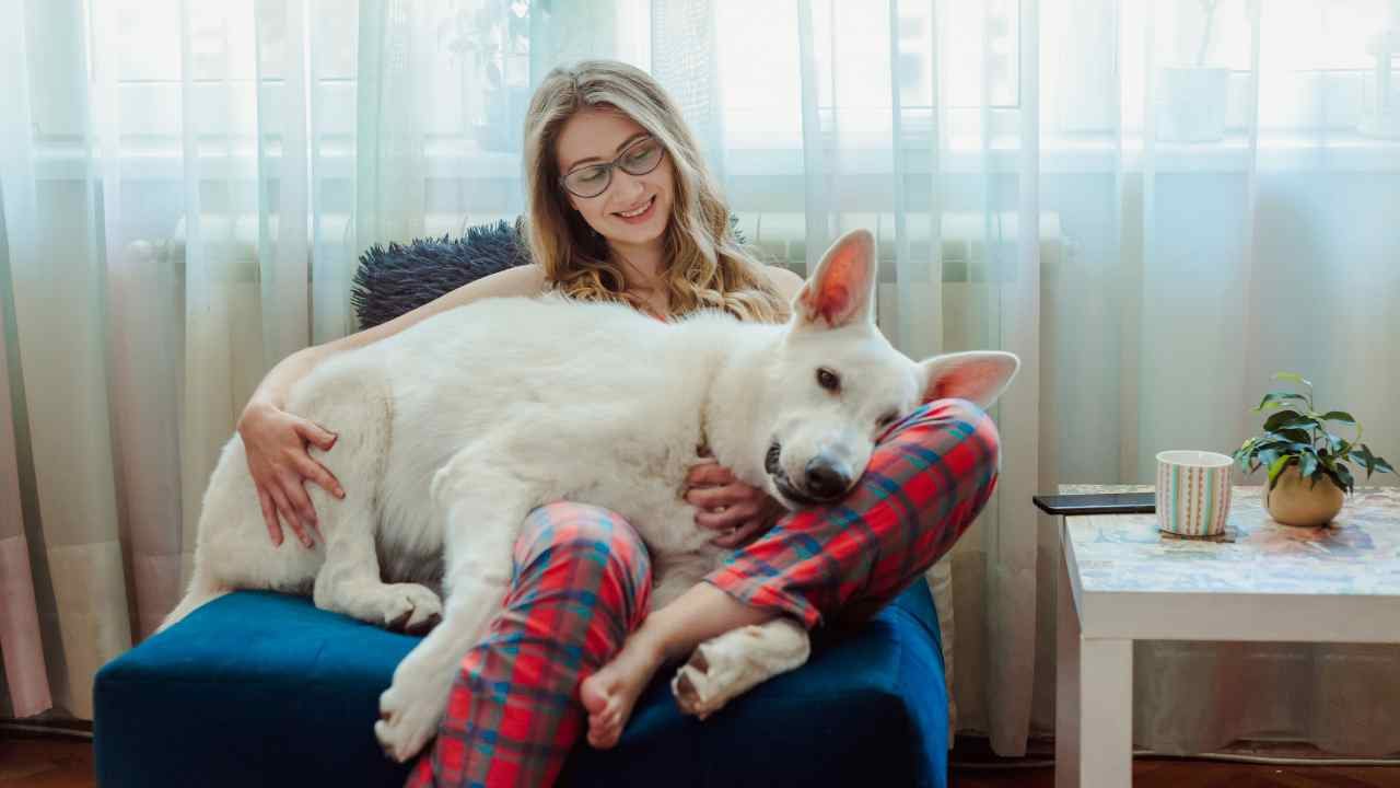 Cane bianco sdraiato in braccio a una ragazza