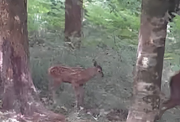 Cucciolo di cervo italico filmato dalla fototrappola