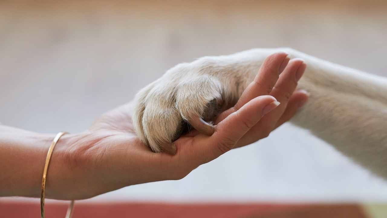 Zampa nella mano