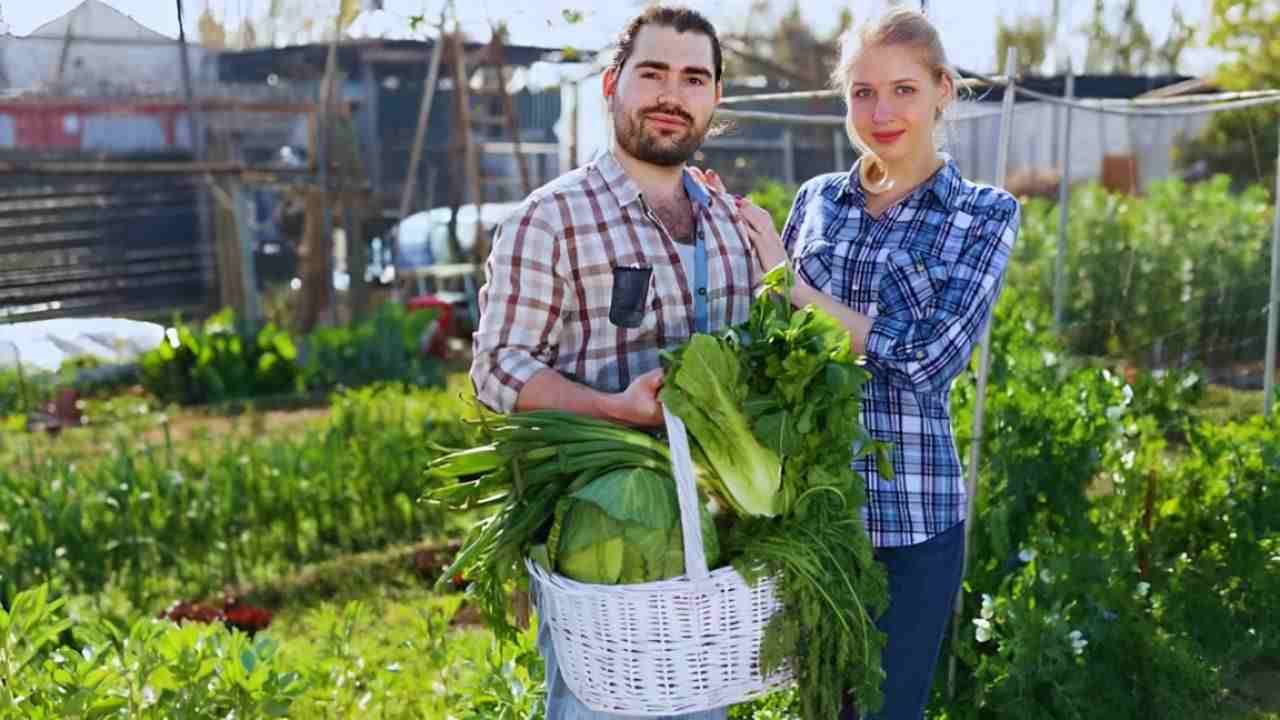 Orto di agosto, cosa trapiantare o seminare