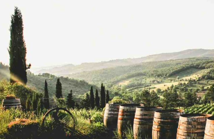 Vino: paesaggio di colline con vigneti e botti