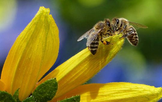 Api sui petali di un fiore giallo