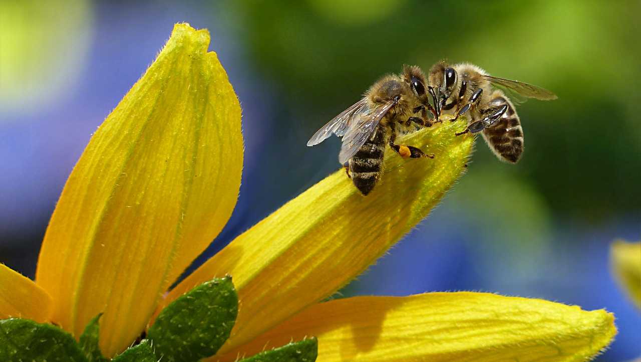 Api sui petali di un fiore giallo