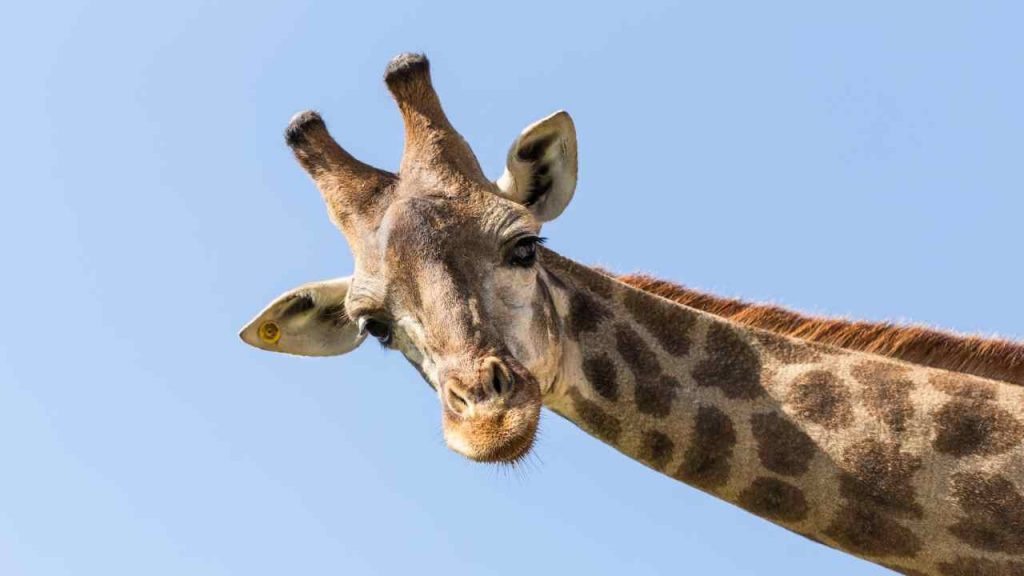 La giraffa: curiosità sugli animali