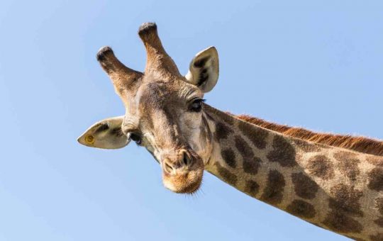 La giraffa: curiosità sugli animali