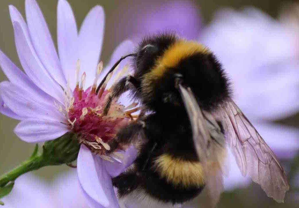 Ape su un fiore: l'importanza degli animali nell'ecosistema