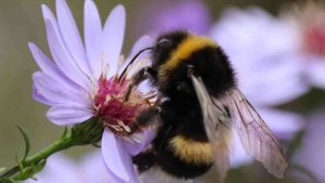 L'importanza della biodiversità