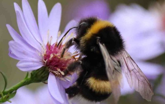 L'importanza della biodiversità