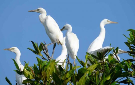 Intelligenza naturale, come comunicano le foreste