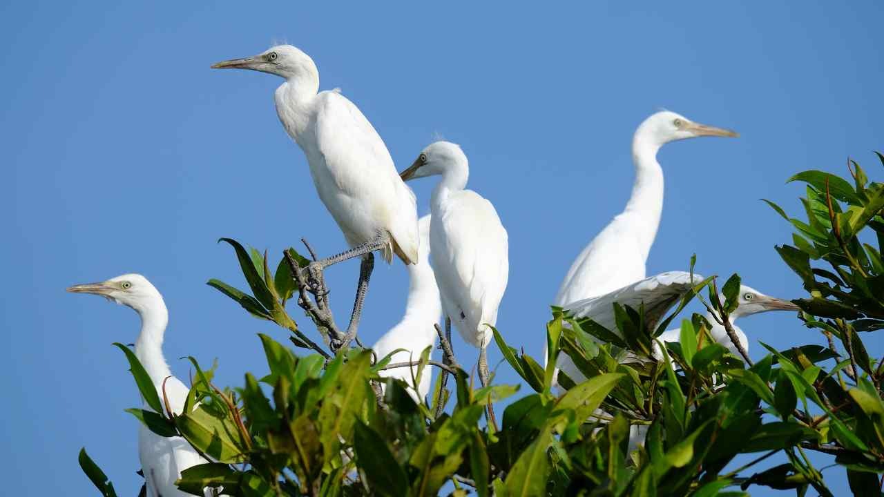 Intelligenza naturale, come comunicano le foreste