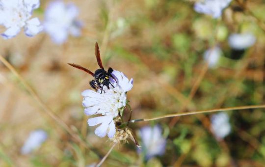 Insetti in estinzione, pericolo per la biodiversità