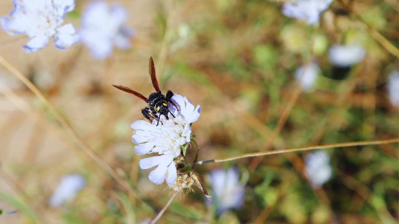 Insetti in estinzione, pericolo per la biodiversità