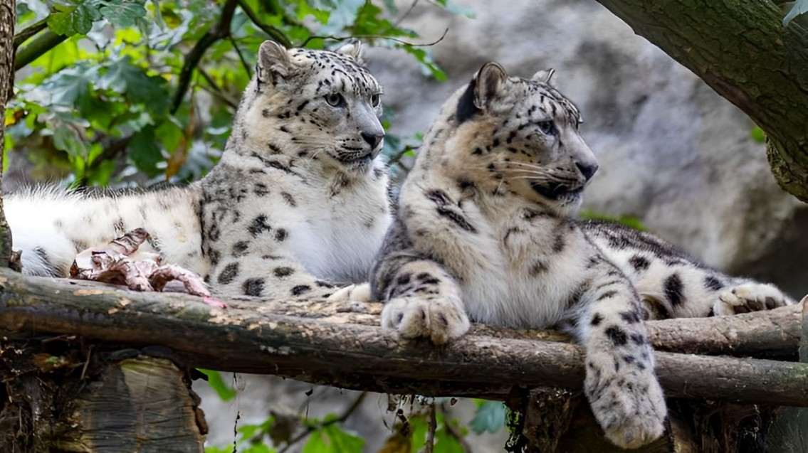 Animali in estinzione: Leopardo delle nevi