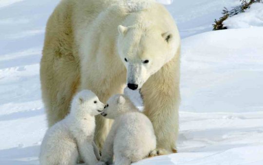 Orsi bianchi: comunicazione tra mamma orsa e cuccioli