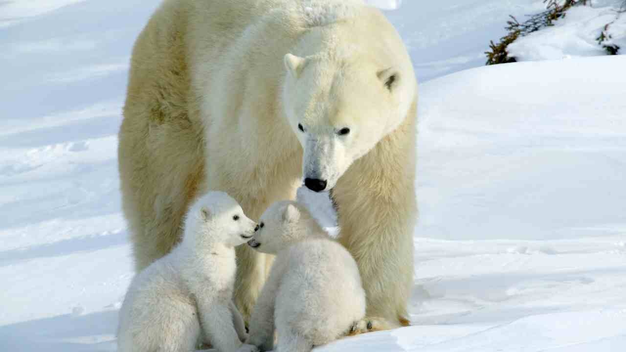 Orsi bianchi: comunicazione tra mamma orsa e cuccioli