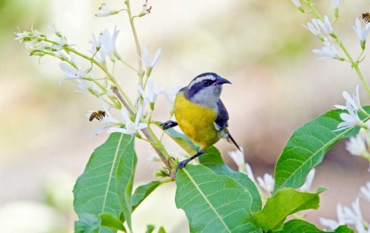 Biodiversità in estinzione, allarme e prevenzione