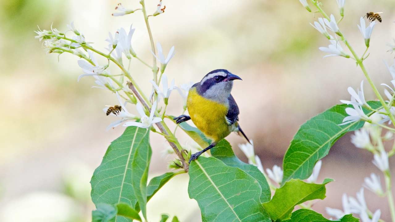 Biodiversità in estinzione, allarme e prevenzione