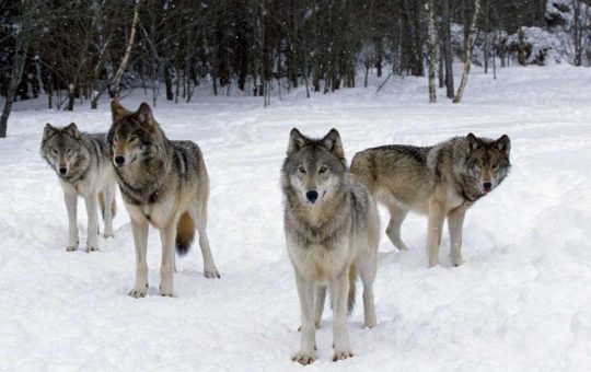 Lupi sulla neve: ritorno della fauna selvatica