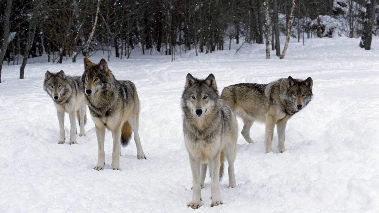 Lupi sulla neve: ritorno della fauna selvatica