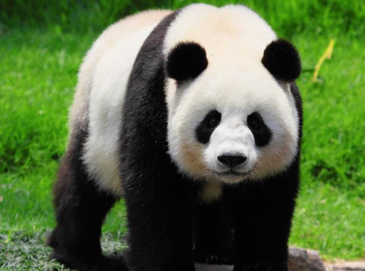 Panda nel prato: monitorare la fauna selvatica