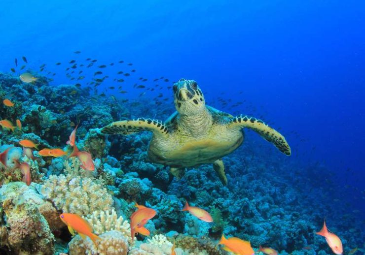 Biodiversità in estinzione