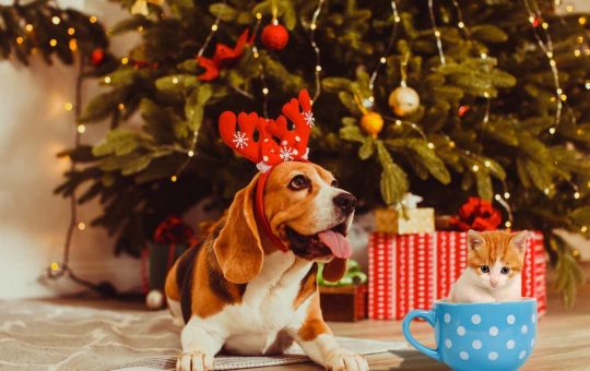 Pet a Natale, le regole d'oro