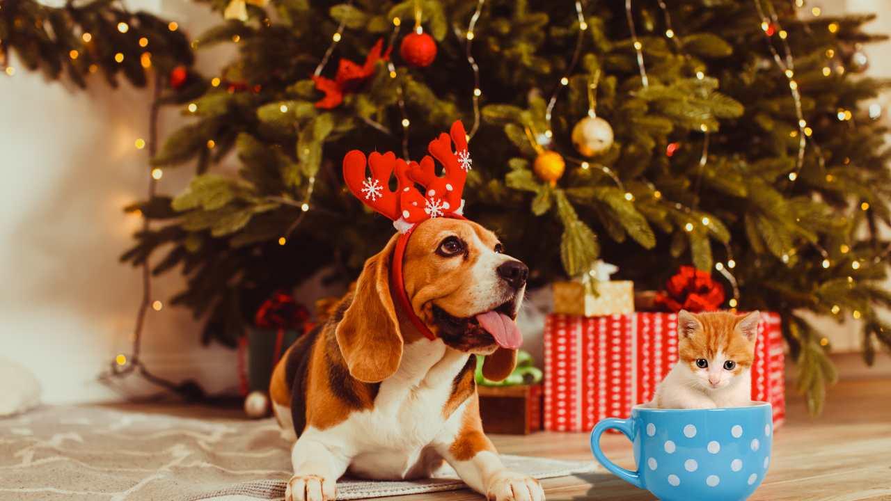 Pets a Natale, le regole d'oro