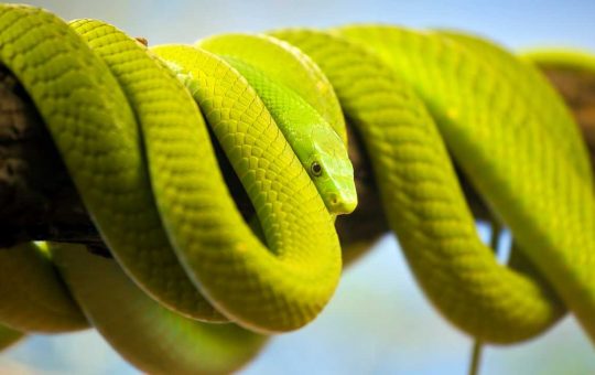 Serpente verde arrotolato su un ramo