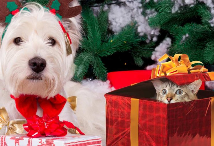 Animali in regalo: la scelta sbagliata