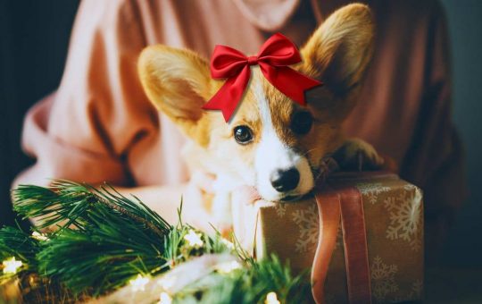 Cane in regalo: la scelta sbagliata