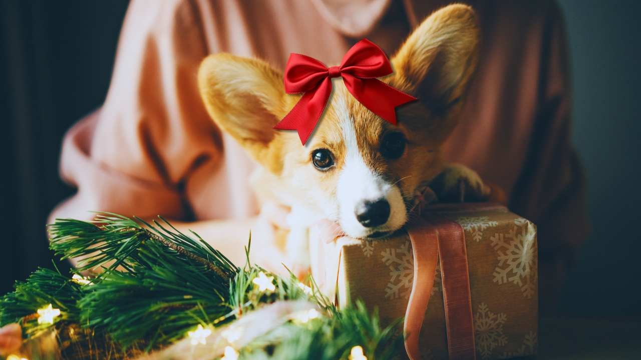 Cane in regalo: la scelta sbagliata