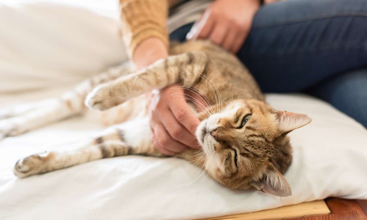 Padrone con il suo gatto