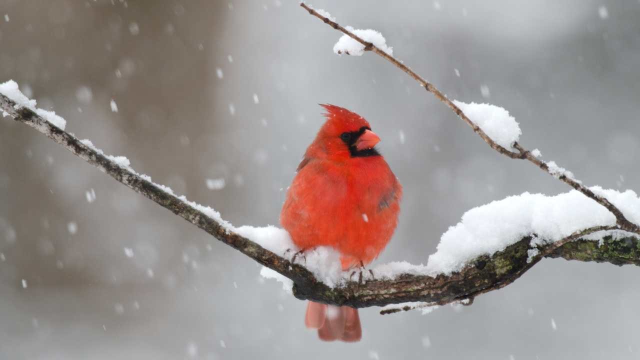 Il regno della neve